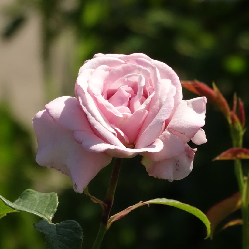 Rosier à grandes fleurs Parfum de Liberté (Floraison)