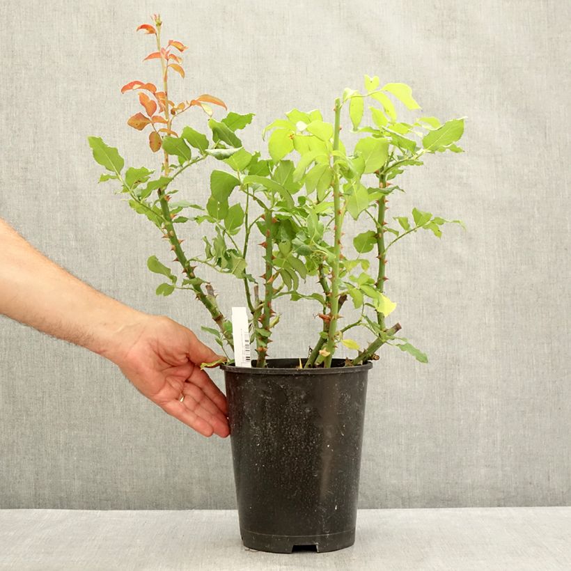 Example of Rosier à grandes fleurs Parfum de Liberté Pot de 4L/5L as you get in ete