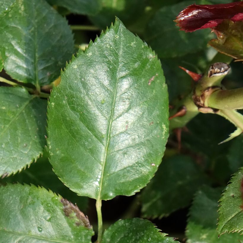 Rosier à grandes fleurs Parfum de Loire (Foliage)