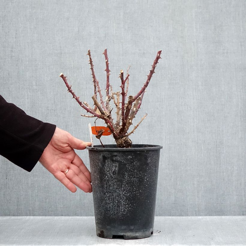 Spécimen de Rosier à grandes fleurs Parfum de Loire Pot de 4L/5L tel que livré en automne