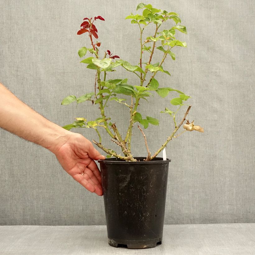 Example of Rosier à grandes fleurs Parfum de Loire Pot de 4L/5L as you get in ete