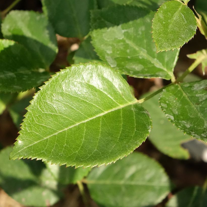 Rosier à grandes fleurs Perfume Factory (Foliage)