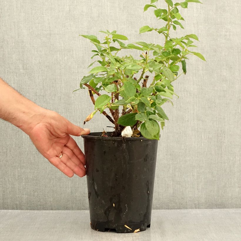 Example of Rosier à grandes fleurs Perfume Factory Pot de 4L/5L as you get in ete