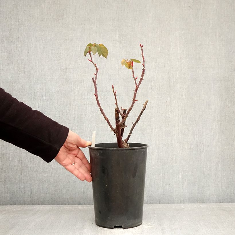 Spécimen de Rosier à grandes fleurs Perugino Pot de 4L/5L tel que livré en hiver