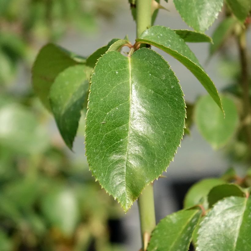 Rosier à grandes fleurs Pierre Arditi (Foliage)