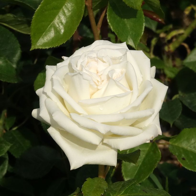 Rosier à grandes fleurs Pierre Arditi (Floraison)