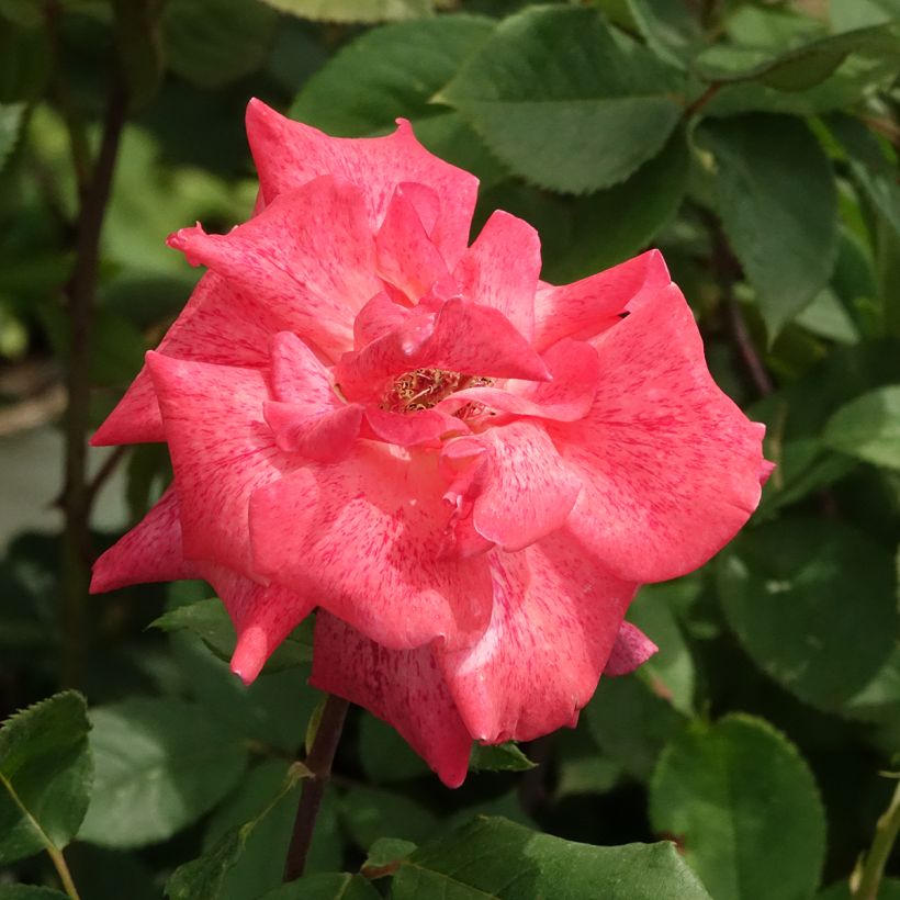 Rosier à grandes fleurs Pierre Cardin (Floraison)