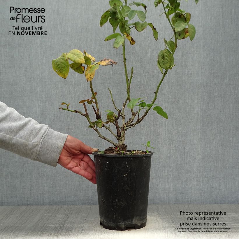 Spécimen de Rosier à grandes fleurs Pink Eureka Pot de 4L/5L tel que livré en automne