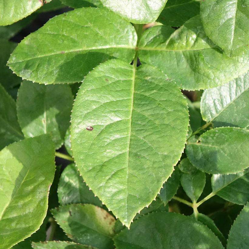 Rosier à grandes fleurs Pink Eureka (Foliage)
