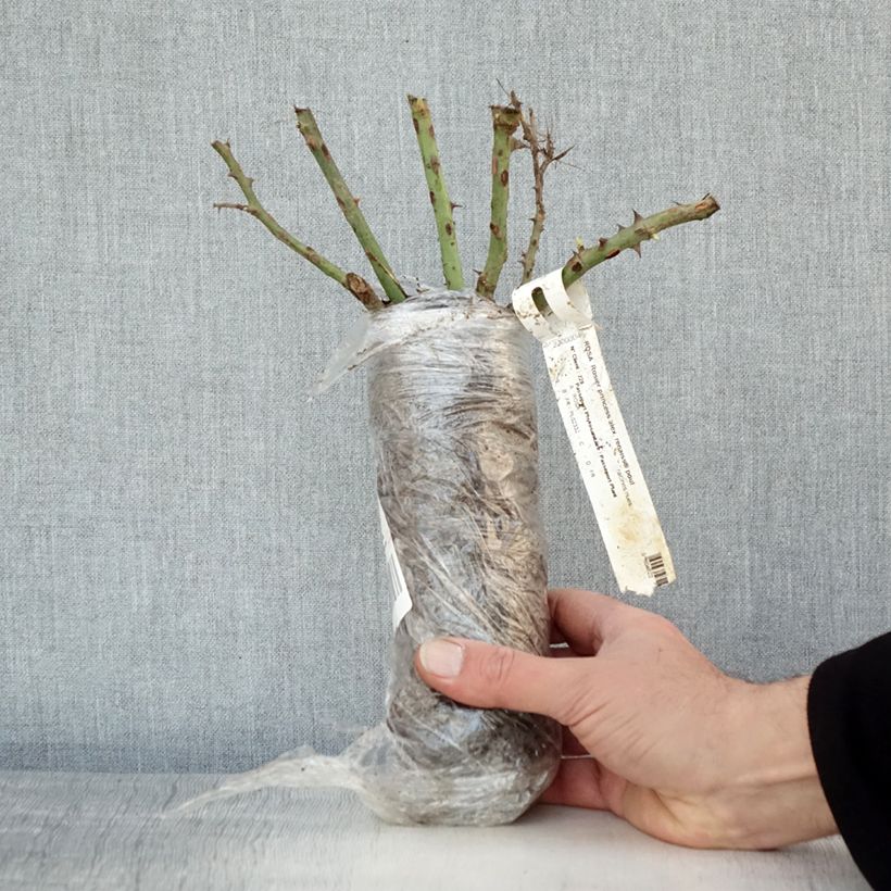 Example of Rosier à grandes fleurs Princesse Alexandra Renaissance Racines nues en motte as you get in hiver