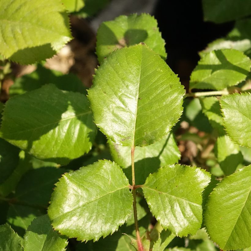 Rosier à grandes fleurs Princesse Alexandra Renaissance (Foliage)