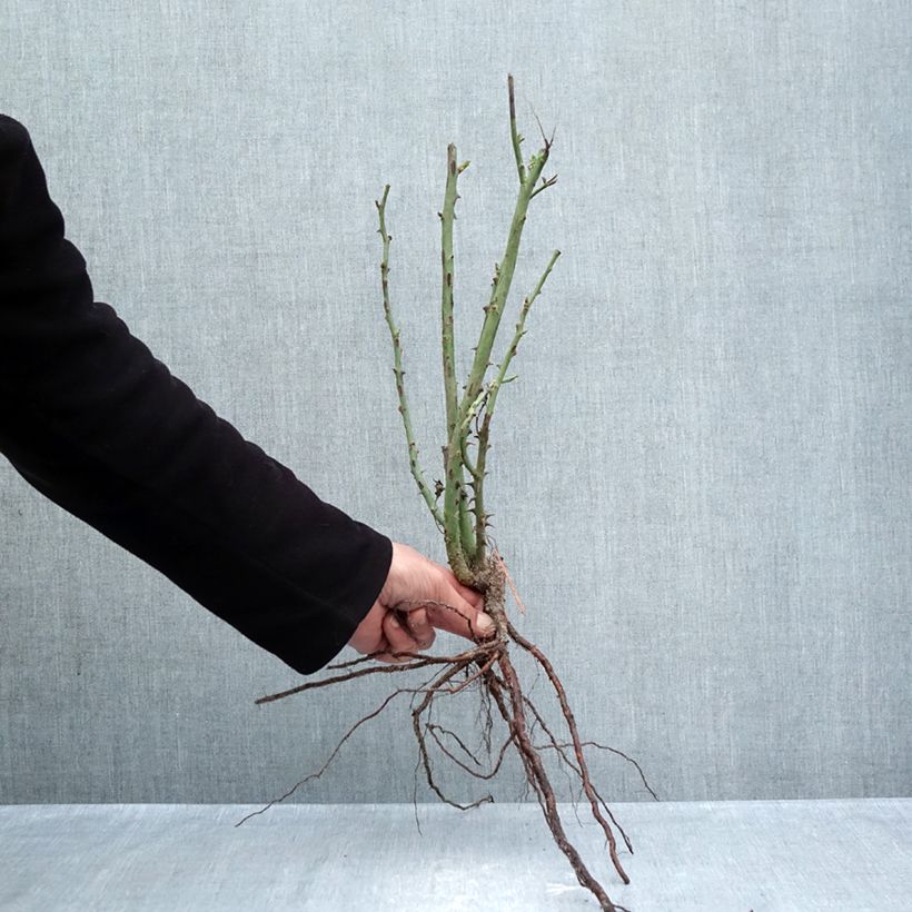 Example of Rosier à grandes fleurs Princesse de Monaco Racines nues as you get in hiver