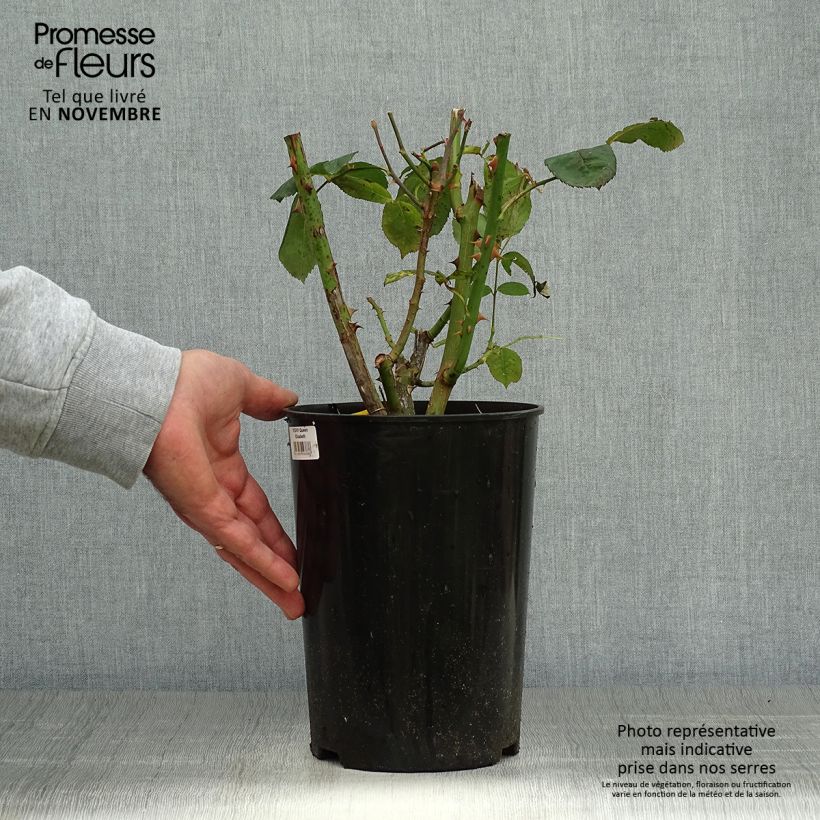 Spécimen de Rosier à grandes fleurs Queen Elisabeth Pot de 4L/5L tel que livré en automne