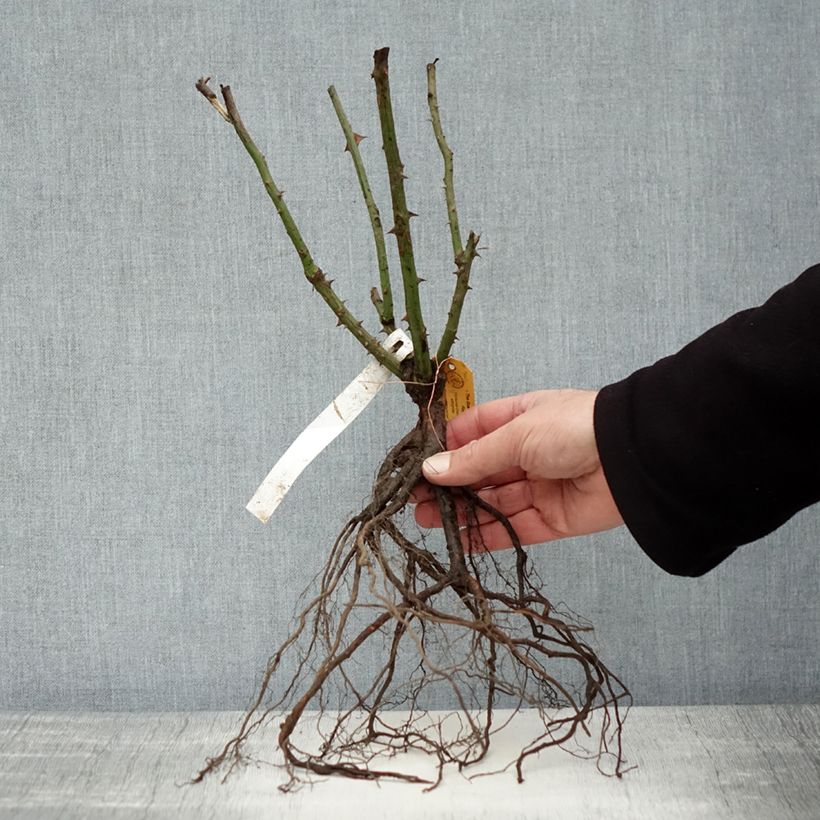 Example of Rosier à grandes fleurs Queen Elisabeth Racines nues as you get in hiver