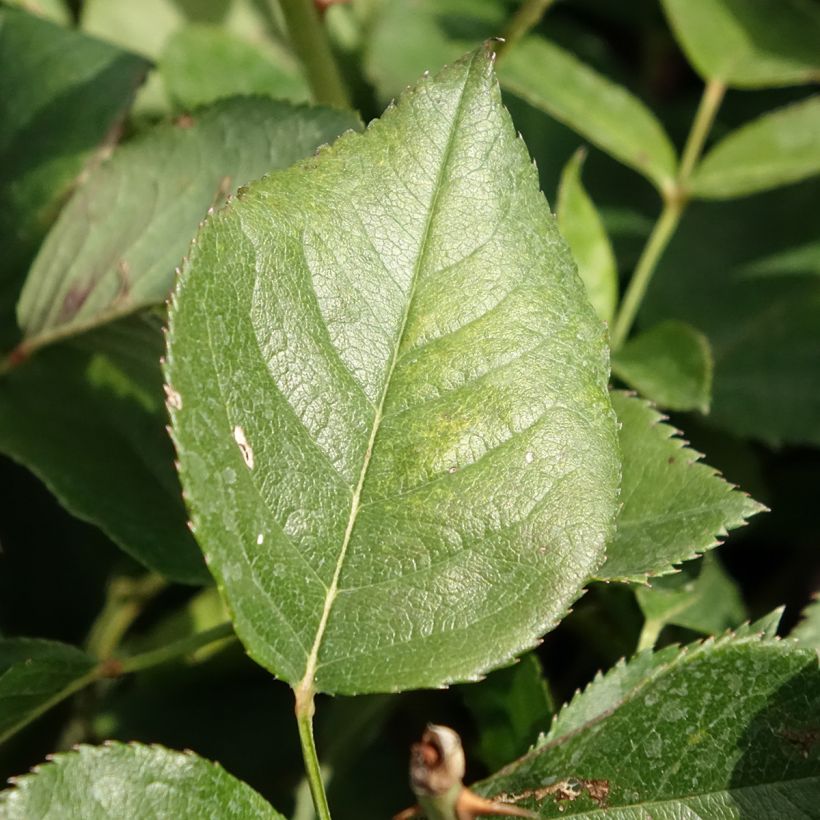 Rosier à grandes fleurs Queen Elisabeth (Foliage)