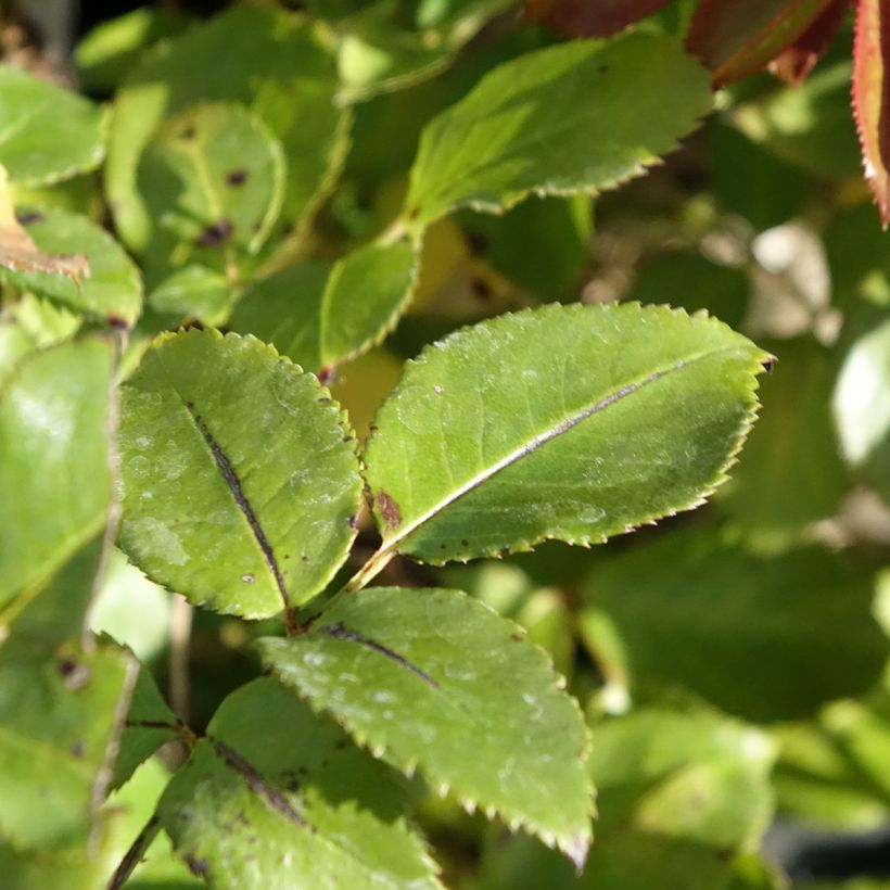 Rosier à grandes fleurs Roi de Coeur  (Foliage)