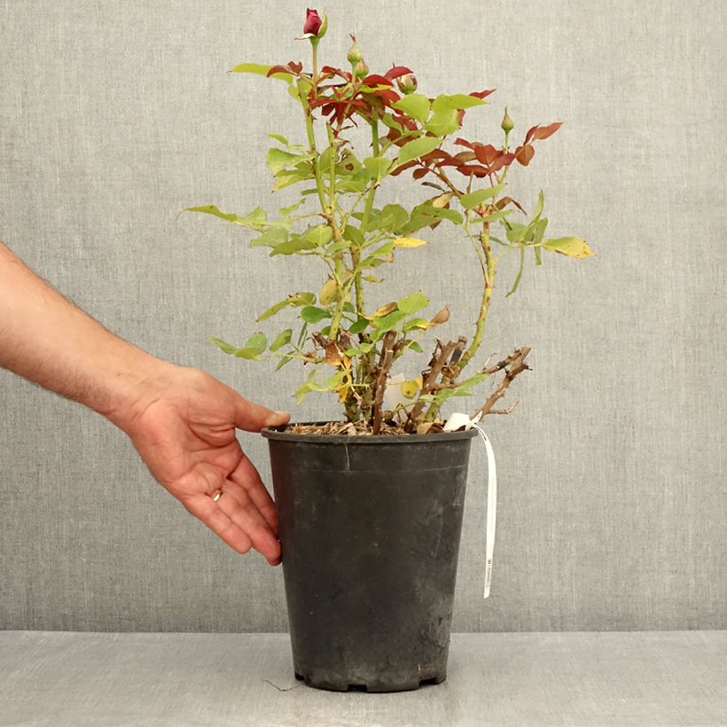 Example of Rosier à grandes fleurs Roi de Coeur  Pot de 4L/5L as you get in ete