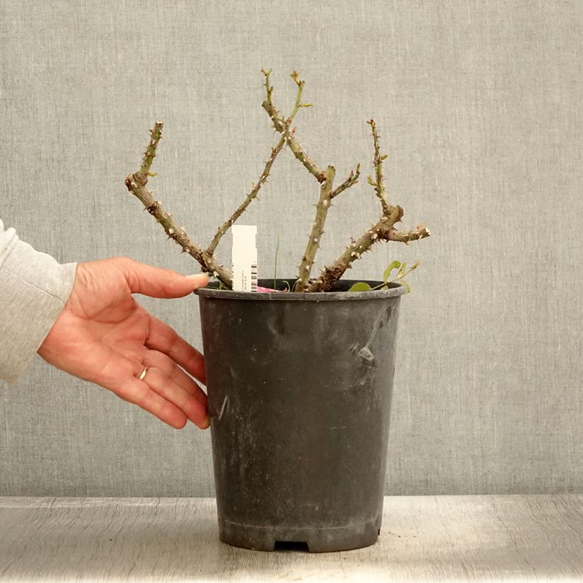 Spécimen de Rosier à grandes fleurs Rose Alleyson Pot de 4L/5L tel que livré en automne