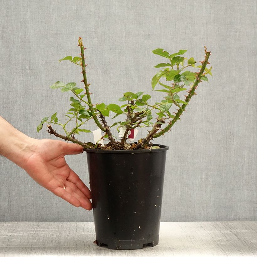 Example of Rosier à grandes fleurs Rose Alleyson Pot de 4L/5L as you get in printemps