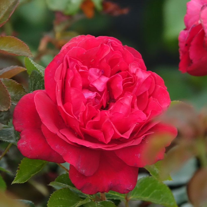 Rosier à grandes fleurs Rose Clos Vougeot (Floraison)