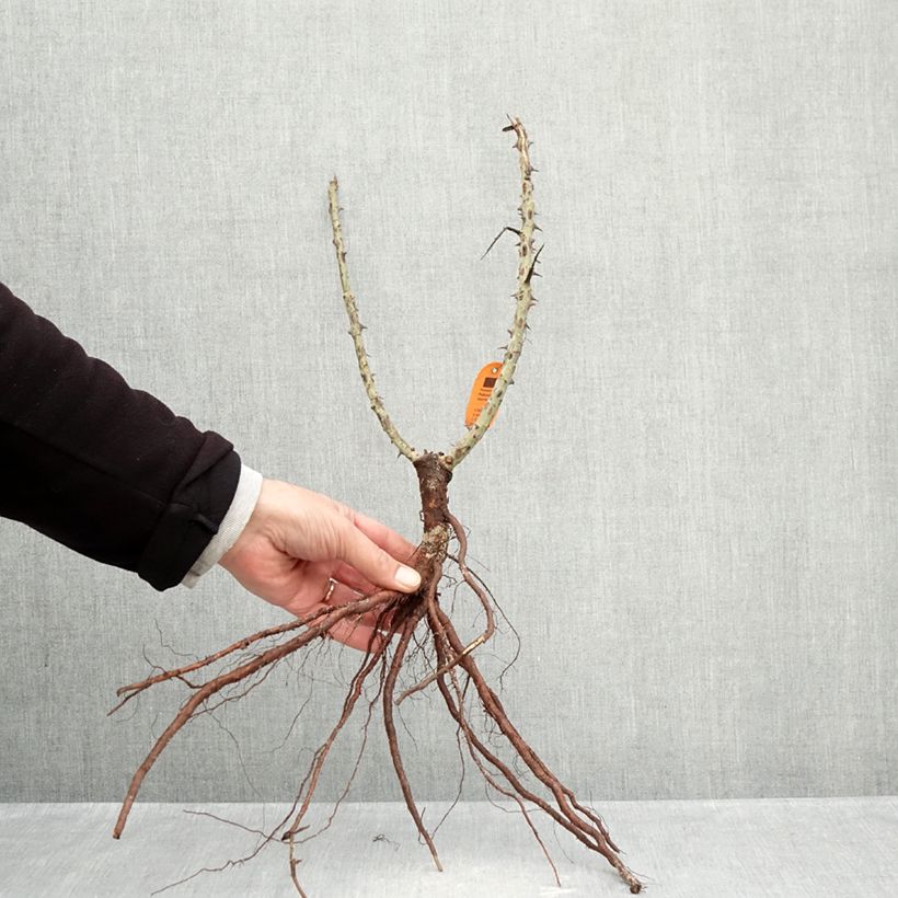 Example of Rosier à grandes fleurs Ruban Rouge Racines nues as you get in hiver