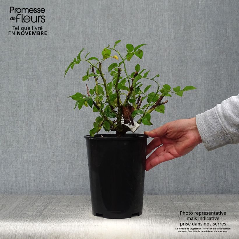 Spécimen de Rosier à grandes fleurs Sandrine Quétier Pot de 4L/5L tel que livré en automne
