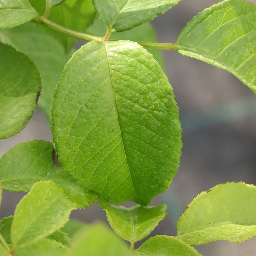 Rosier à grandes fleurs Sandrine Quétier (Foliage)
