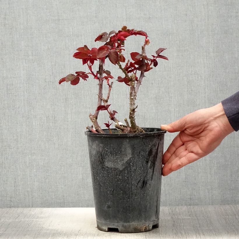 Example of Rosier à grandes fleurs Simone Veil Pot de 4L/5L as you get in printemps