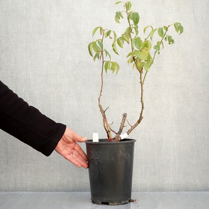 Spécimen de Rosier à grandes fleurs Sophia Renaissance Pot de 4L/5L tel que livré en automne