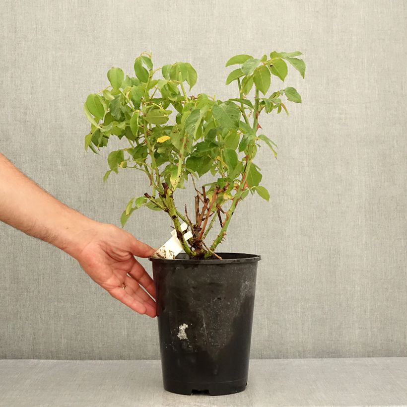 Example of Rosier à grandes fleurs Sophia Renaissance Pot de 4L/5L as you get in ete