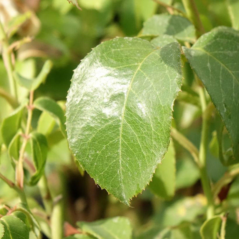 Rosier à grandes fleurs Sophia Renaissance (Foliage)