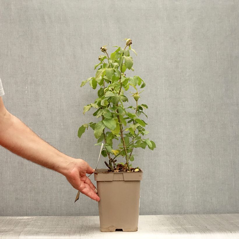 Spécimen de Rosier à grandes fleurs Souvenir de Baden-Baden Pot de 4L/5L tel que livré en été
