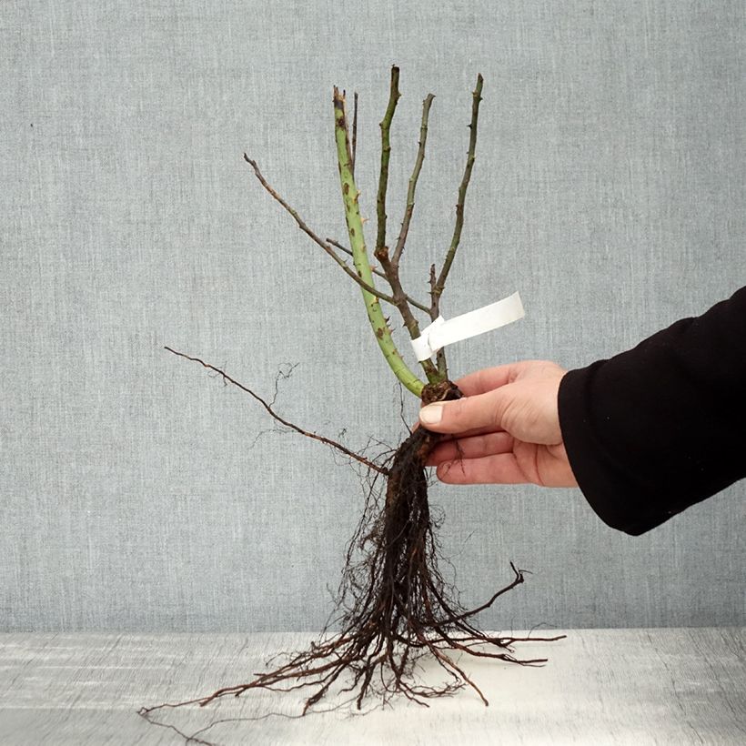 Spécimen de Rosier à grandes fleurs Souvenir de Baden-Baden Racines nues tel que livré en hiver