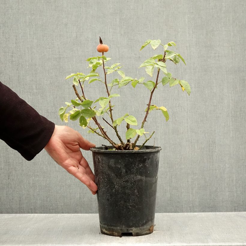 Example of Rosier à grandes fleurs Summertime Pot de 4L/5L as you get in automne