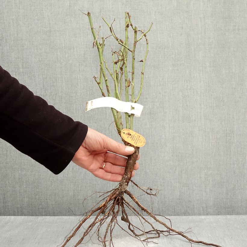 Example of Rosier à grandes fleurs Sweet Eureka Racines nues as you get in hiver