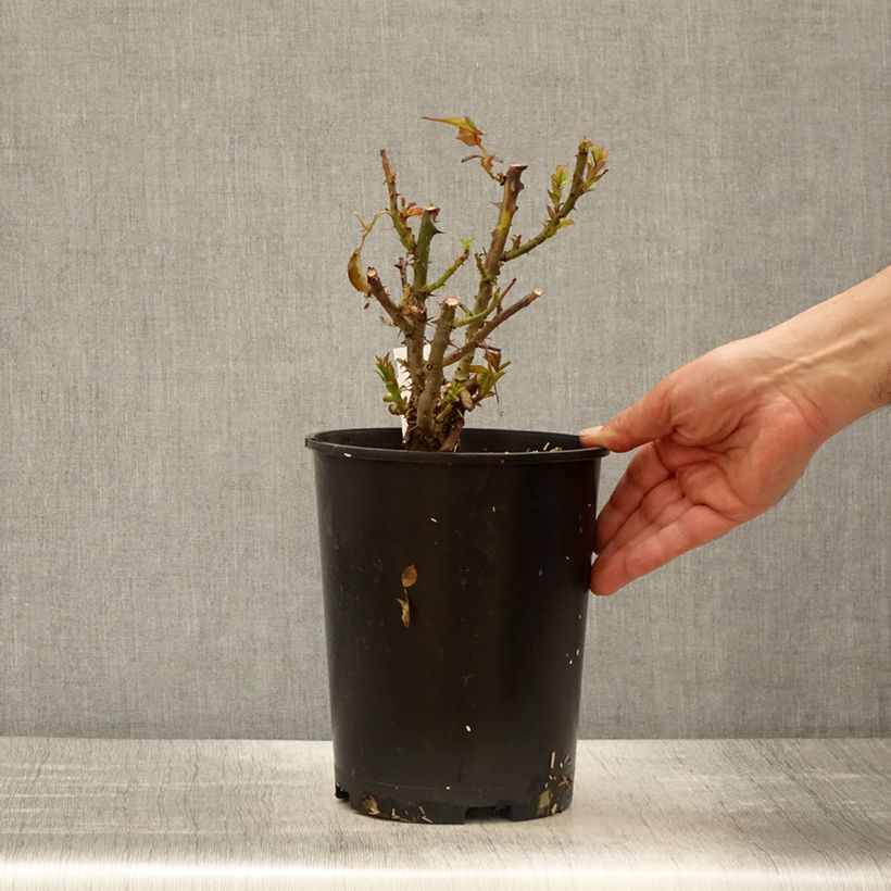 Example of Rosier à grandes fleurs Terra Botanica  Pot de 4L/5L as you get in printemps