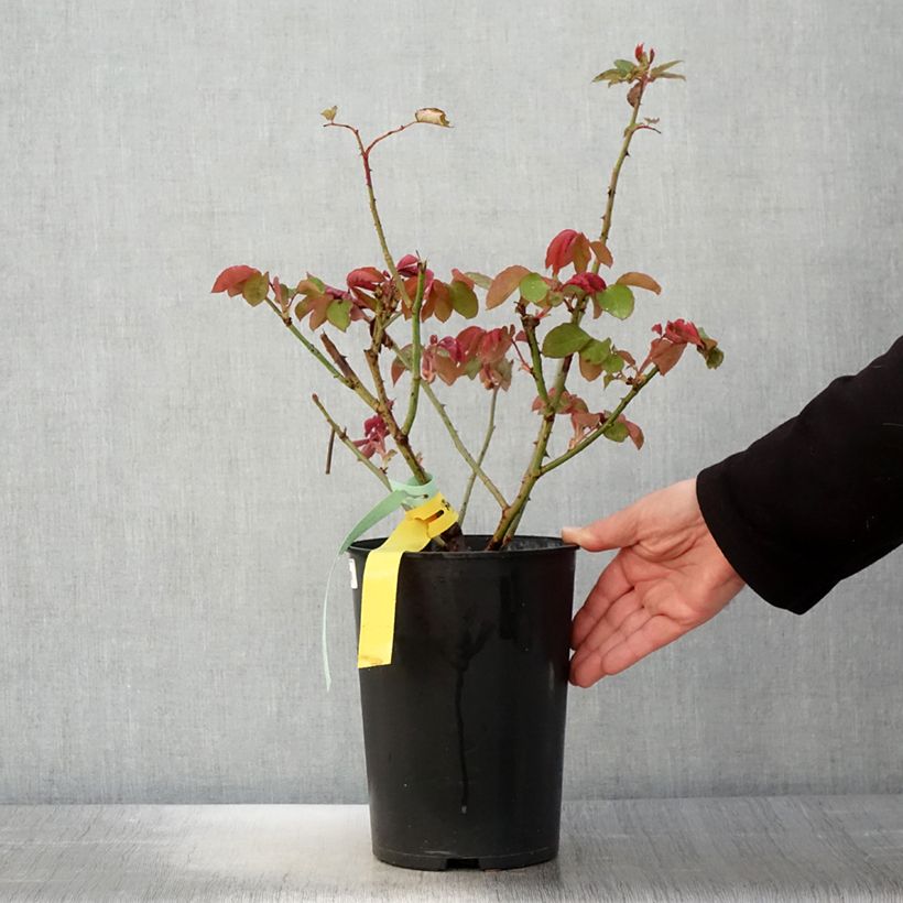 Spécimen de Rosier à grandes fleurs The McCartney Rose  Pot de 4L/5L tel que livré au printemps