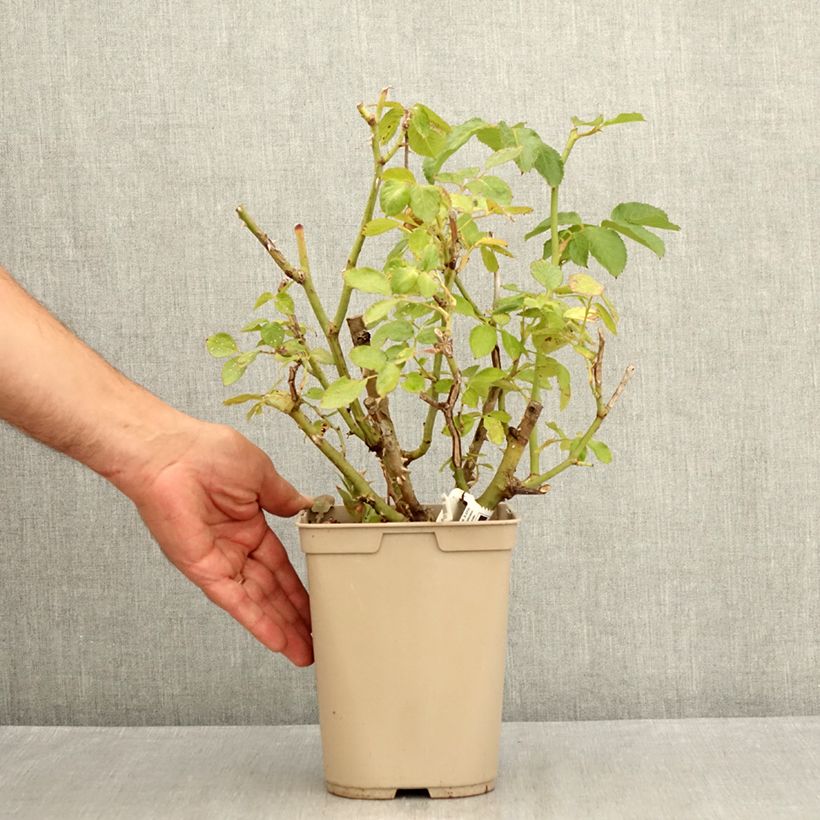 Spécimen de Rosier à grandes fleurs Thierry Marx  Pot de 3L/4L tel que livré en été
