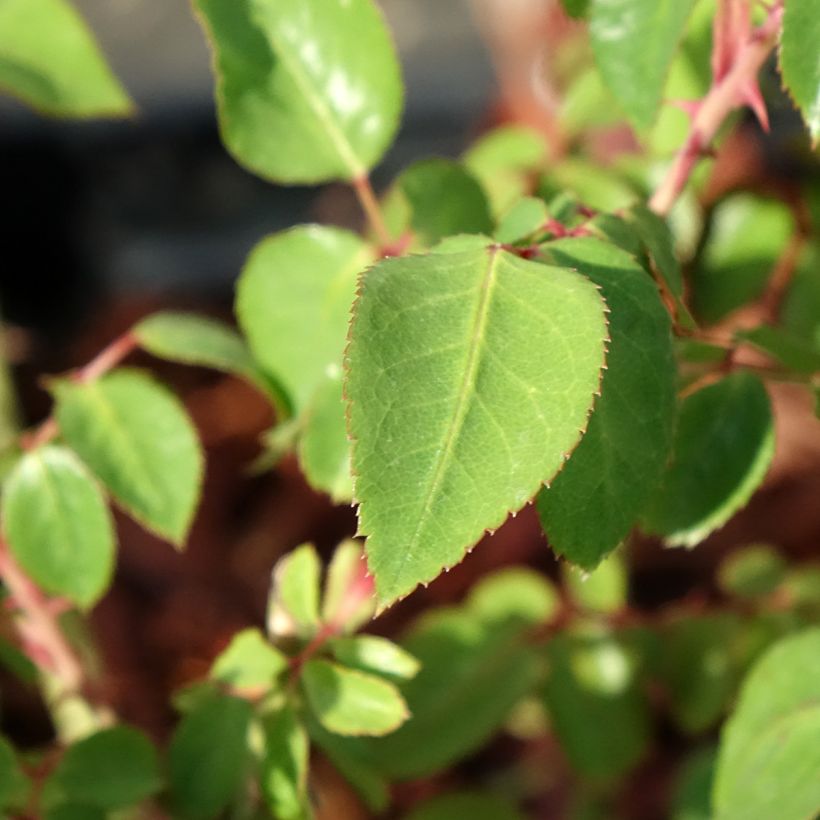 Rosier à grandes fleurs Thierry Marx  (Foliage)