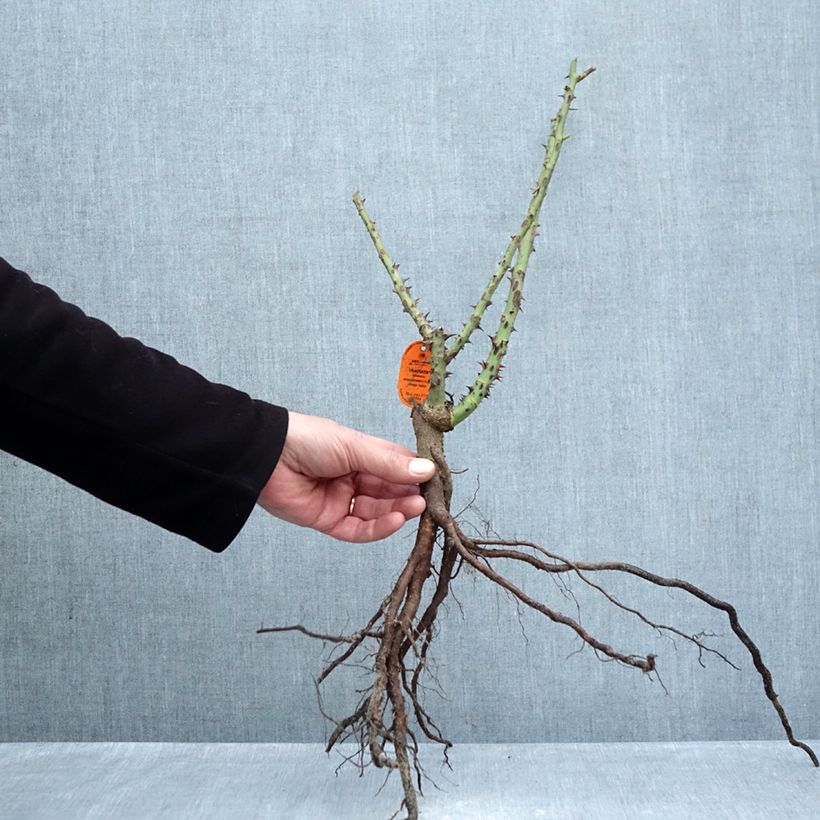 Example of Rosier à grandes fleurs Traviata Racines nues as you get in hiver