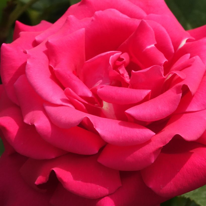 Rosier à grandes fleurs Velasquez (Floraison)