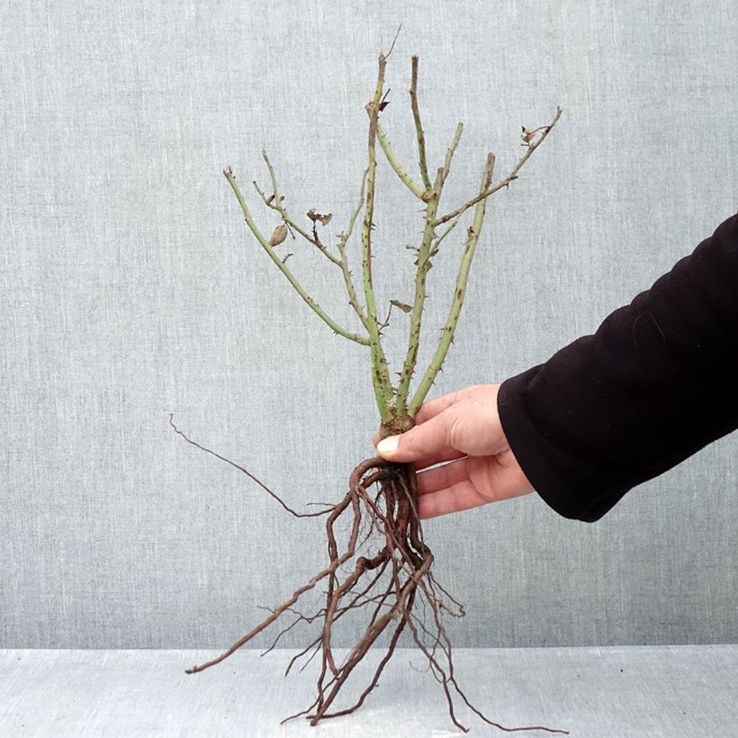 Example of Rosier à grandes fleurs Velasquez Racines nues as you get in hiver