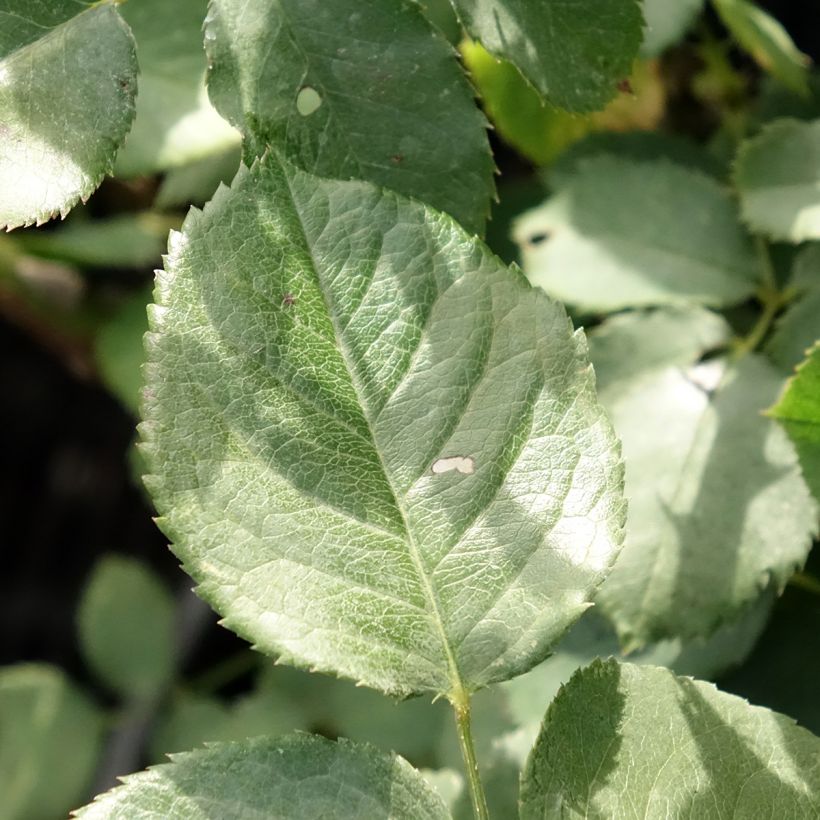 Rosier à grandes fleurs Victor Hugo (Foliage)