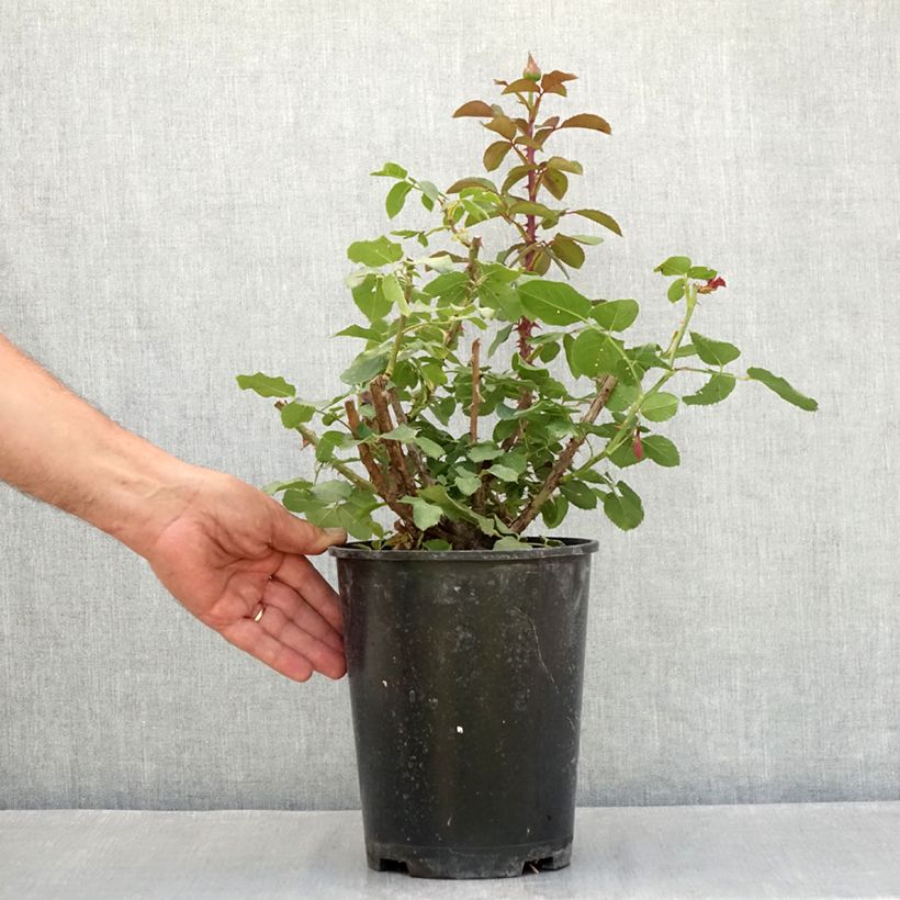 Example of Rosier à grandes fleurs Victor Hugo Pot de 4L/5L as you get in ete