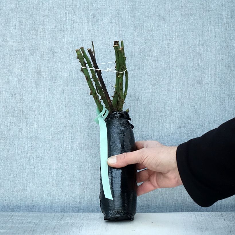 Spécimen de Rosier à grandes fleurs Ville de Chine Racines nues en motte tel que livré en hiver