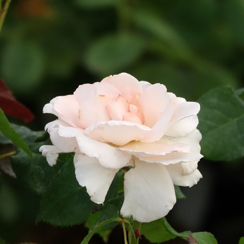 Rosier à grandes fleurs Ville de Fontenay-aux-Roses (Floraison)