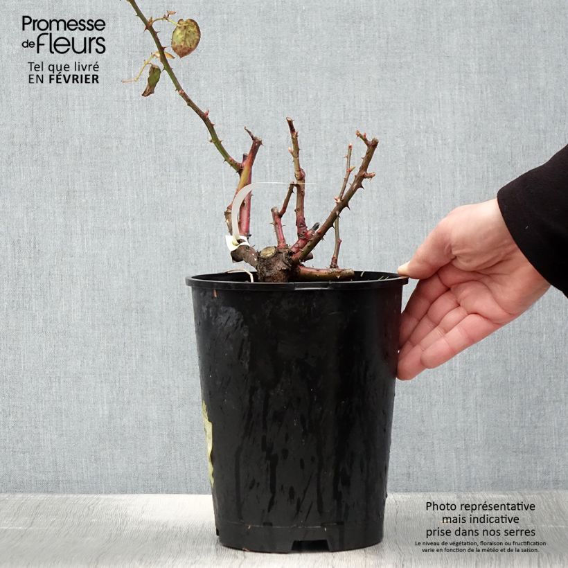 Spécimen de Rosier à grandes fleurs Violette Parfumée Pot de 4L/5L tel que livré en hiver