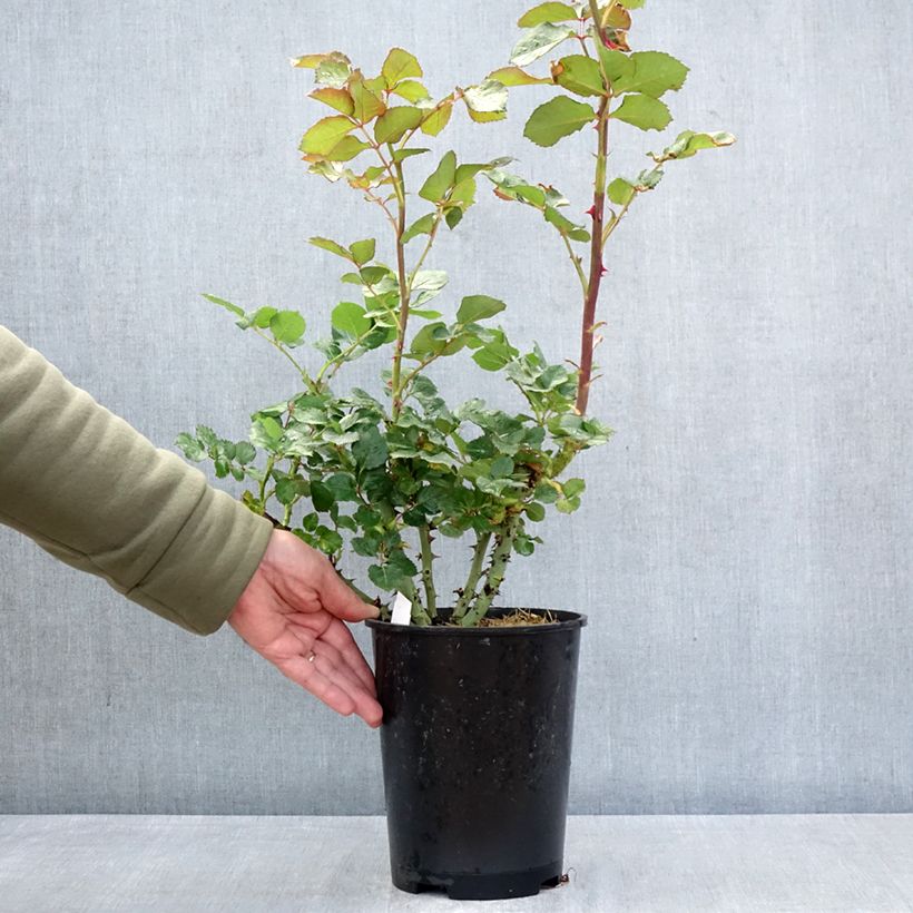 Spécimen de Rosier à grandes fleurs Vulcano Pot de 4L/5L tel que livré au printemps
