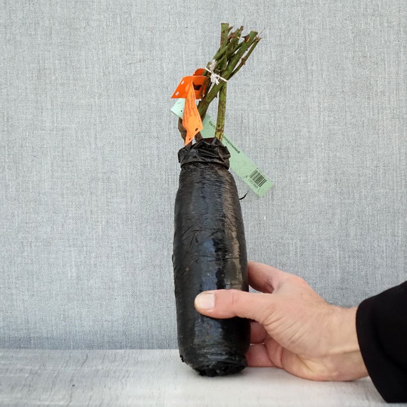 Spécimen de Rosier à grandes fleurs White Symphony Racines nues en motte tel que livré en hiver