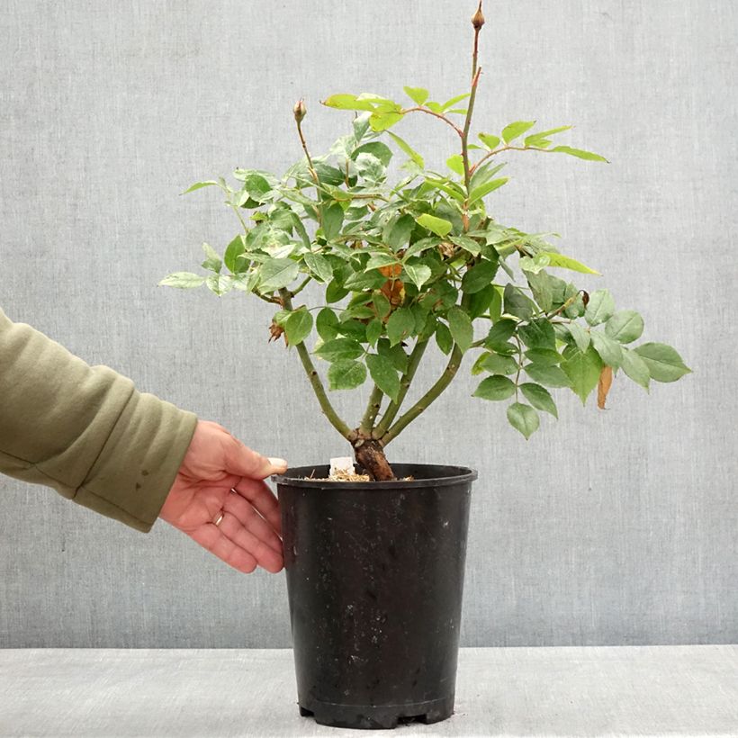 Spécimen de Rosier à grandes fleurs Womanity Pot de 4L/5L tel que livré au printemps